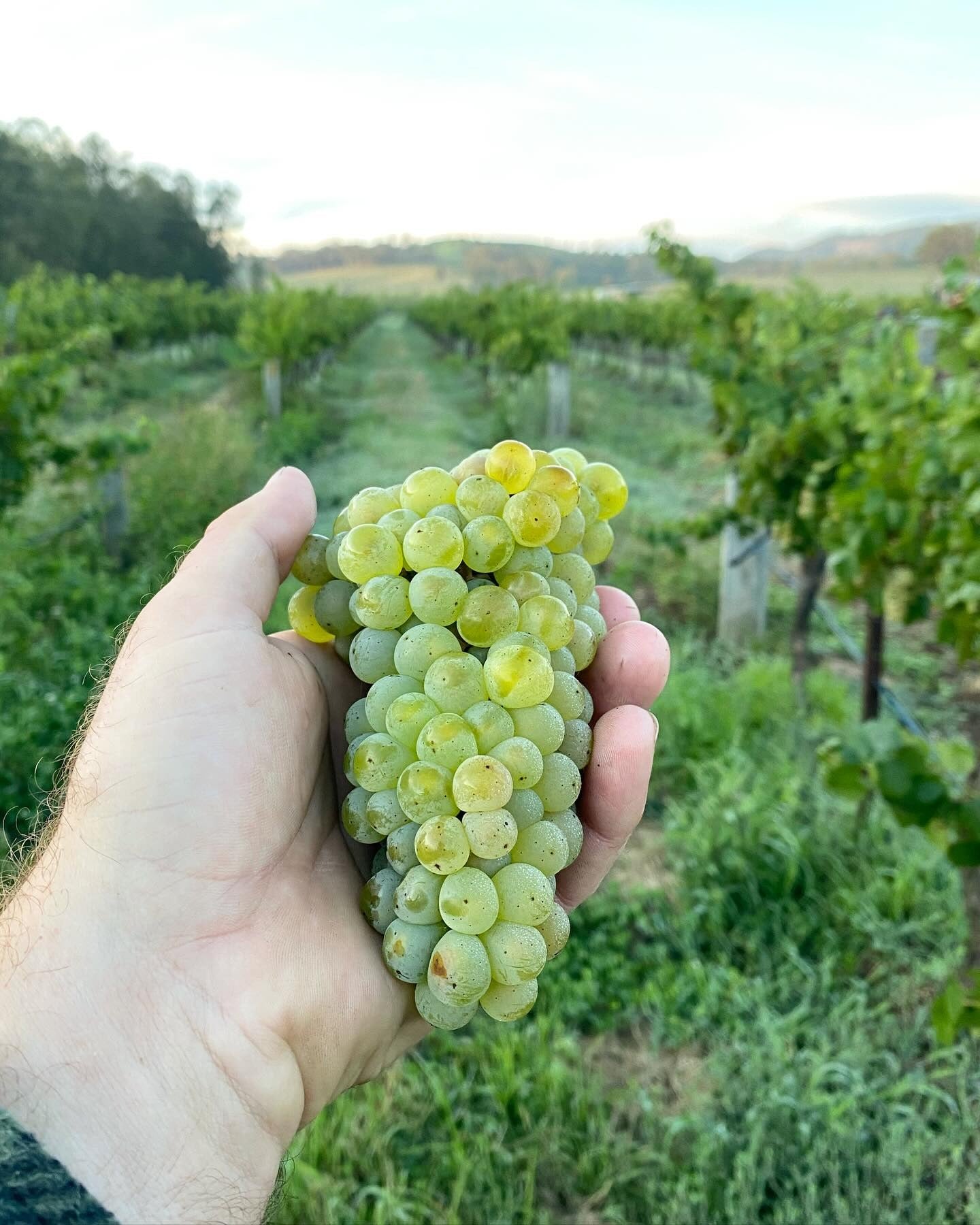 Barely A Wine Tasting: Vinden Wines with Angus Vinden! π¦πΊ