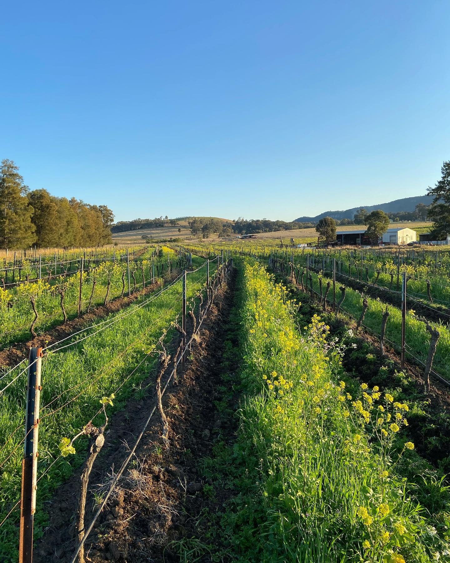 Barely A Wine Tasting: Vinden Wines with Angus Vinden! π¦πΊ